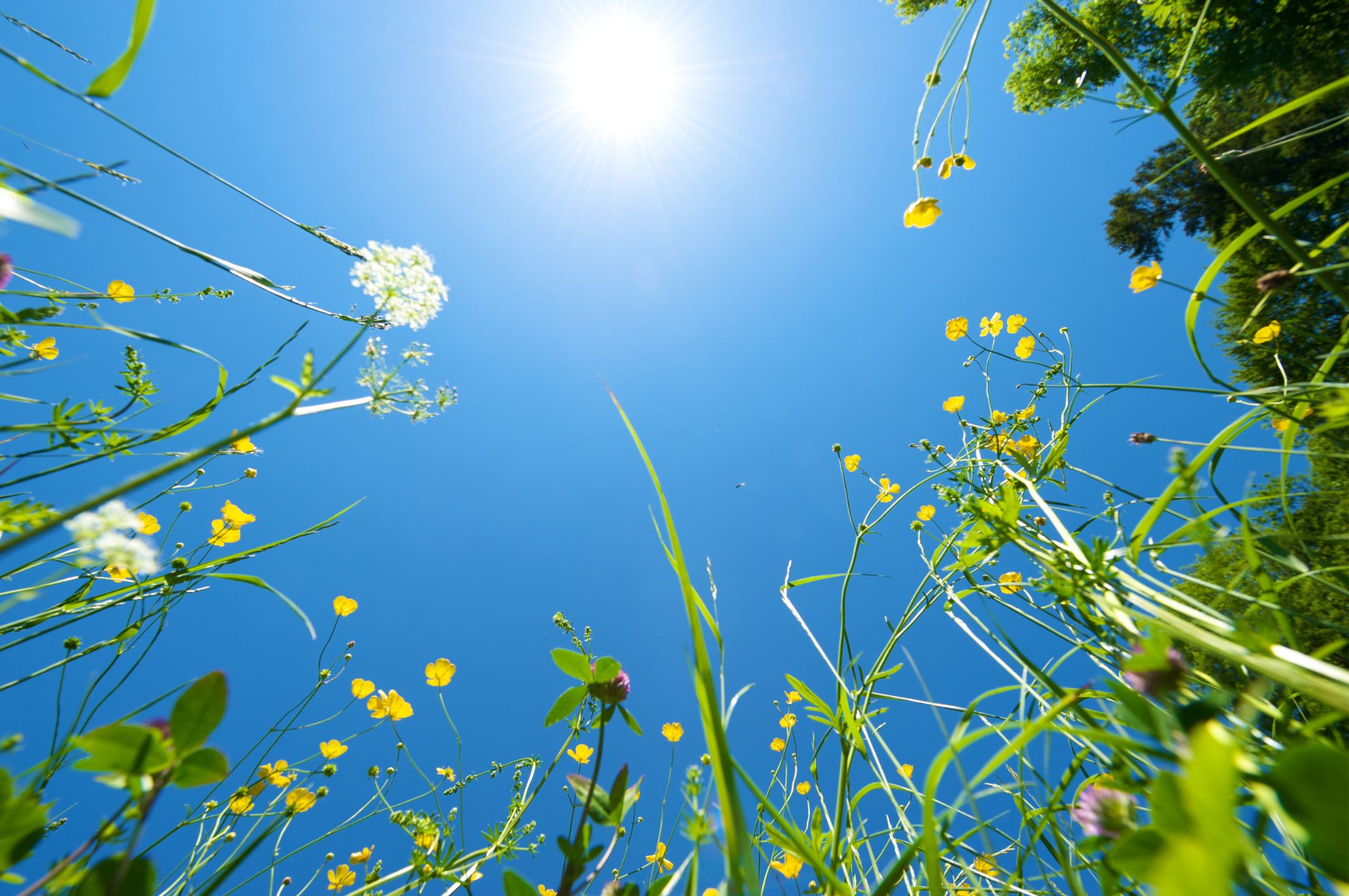 British summer sun