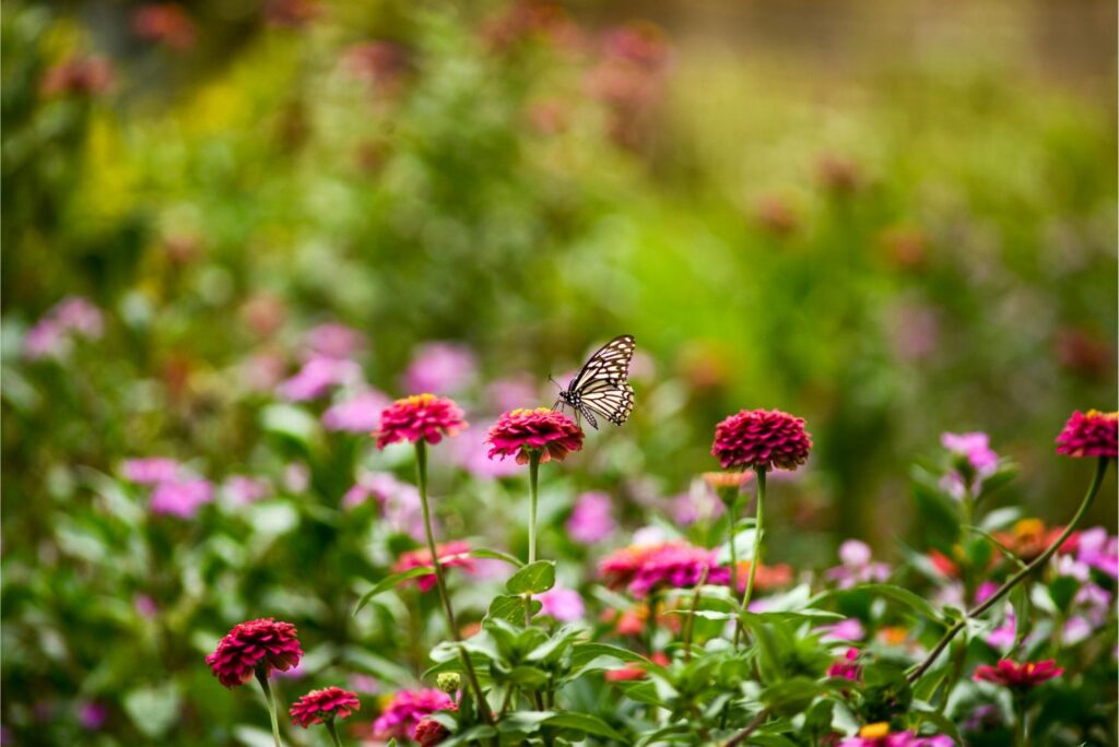 Garden with butterfly